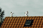 First-Schlafwandler